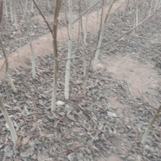 济南薄皮核桃苗  核桃苗