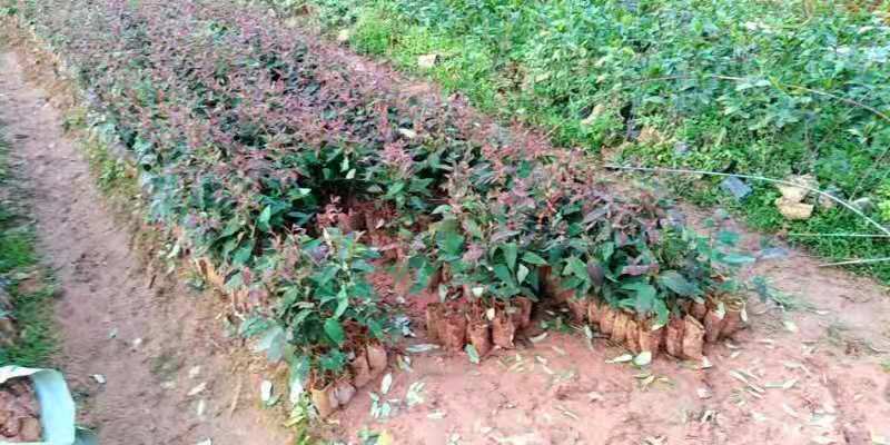 大量供应桉树苗，品种有广O九号，二十九号，欢迎订购