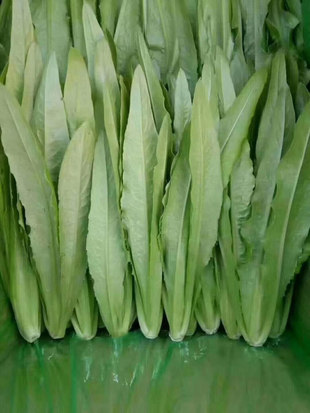 油麦菜  精品油麦大量上市中质量优。