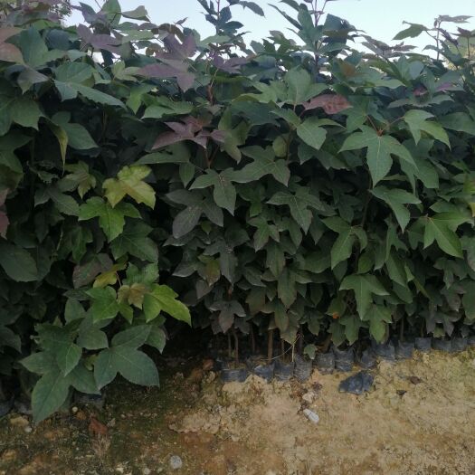 广州枫香树  枫香，枫木