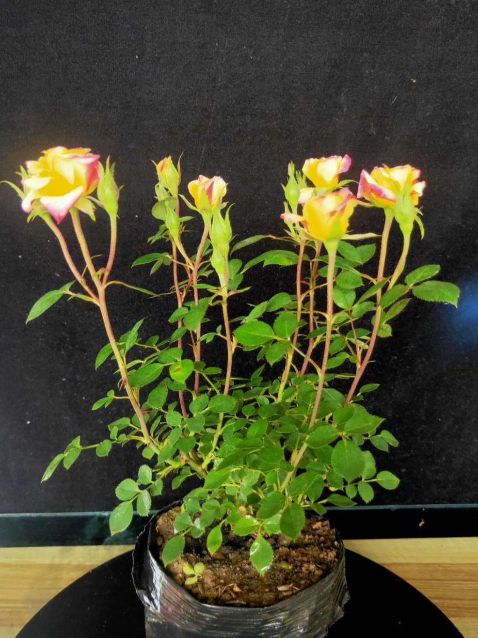 灌木月季小女孩流星雨藤彩虹红苹果天河达芬奇等品种多价格优惠