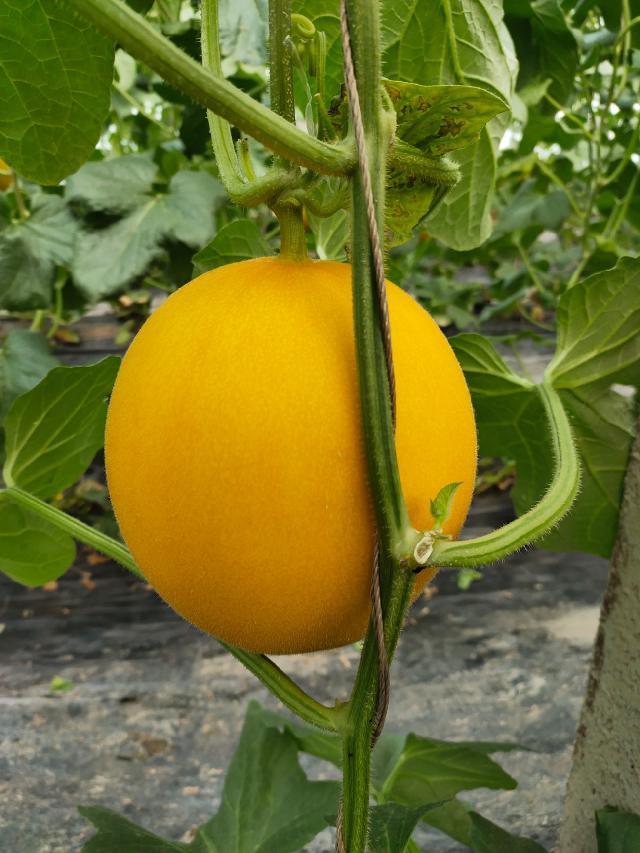 九红瑞 瑞红 黄皮 红瓜 黄河蜜大量对接商超档口，供应电商