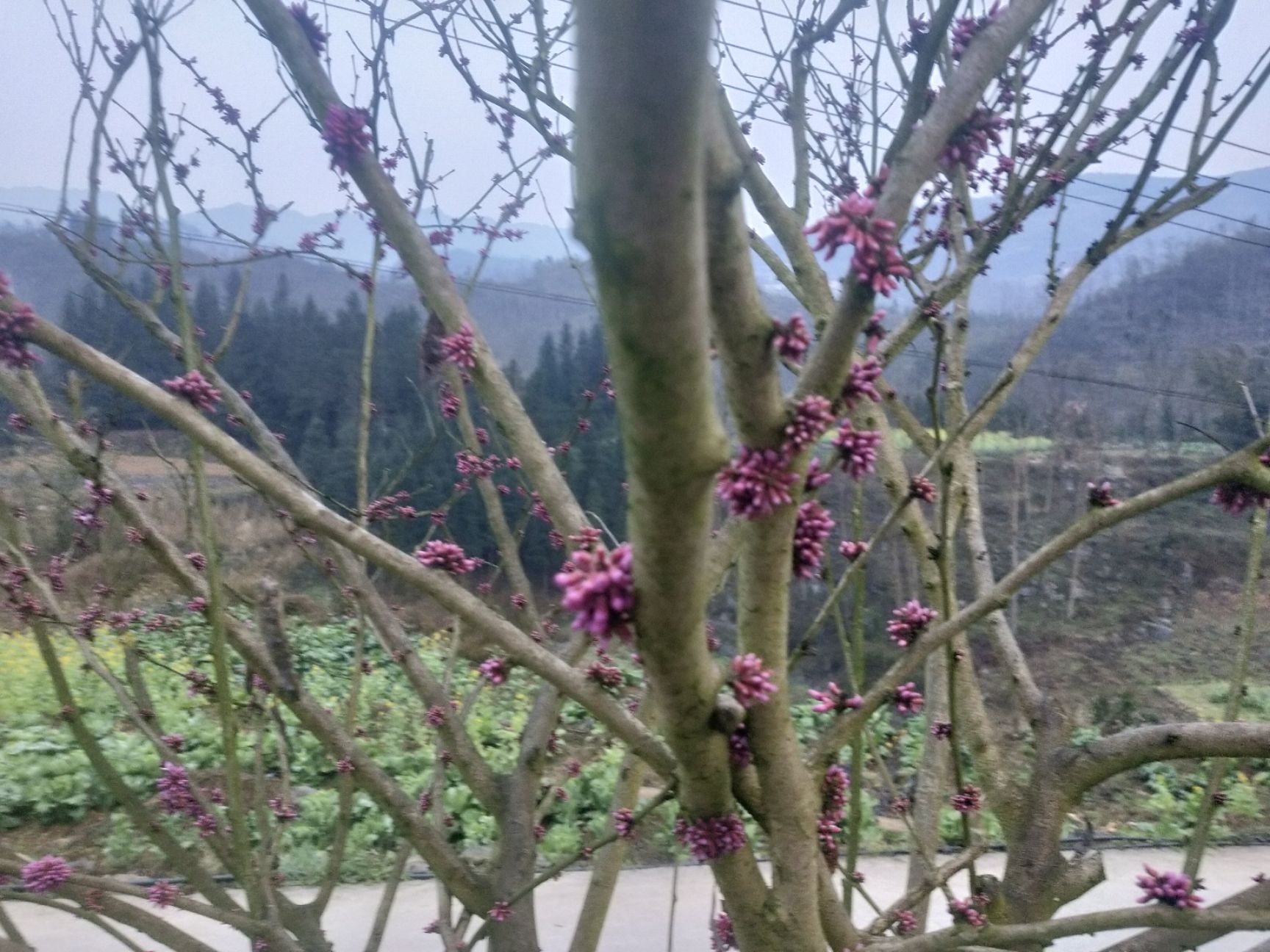 丛生紫荆 紫荆花。有十万株有需要的请联系订购价格从优