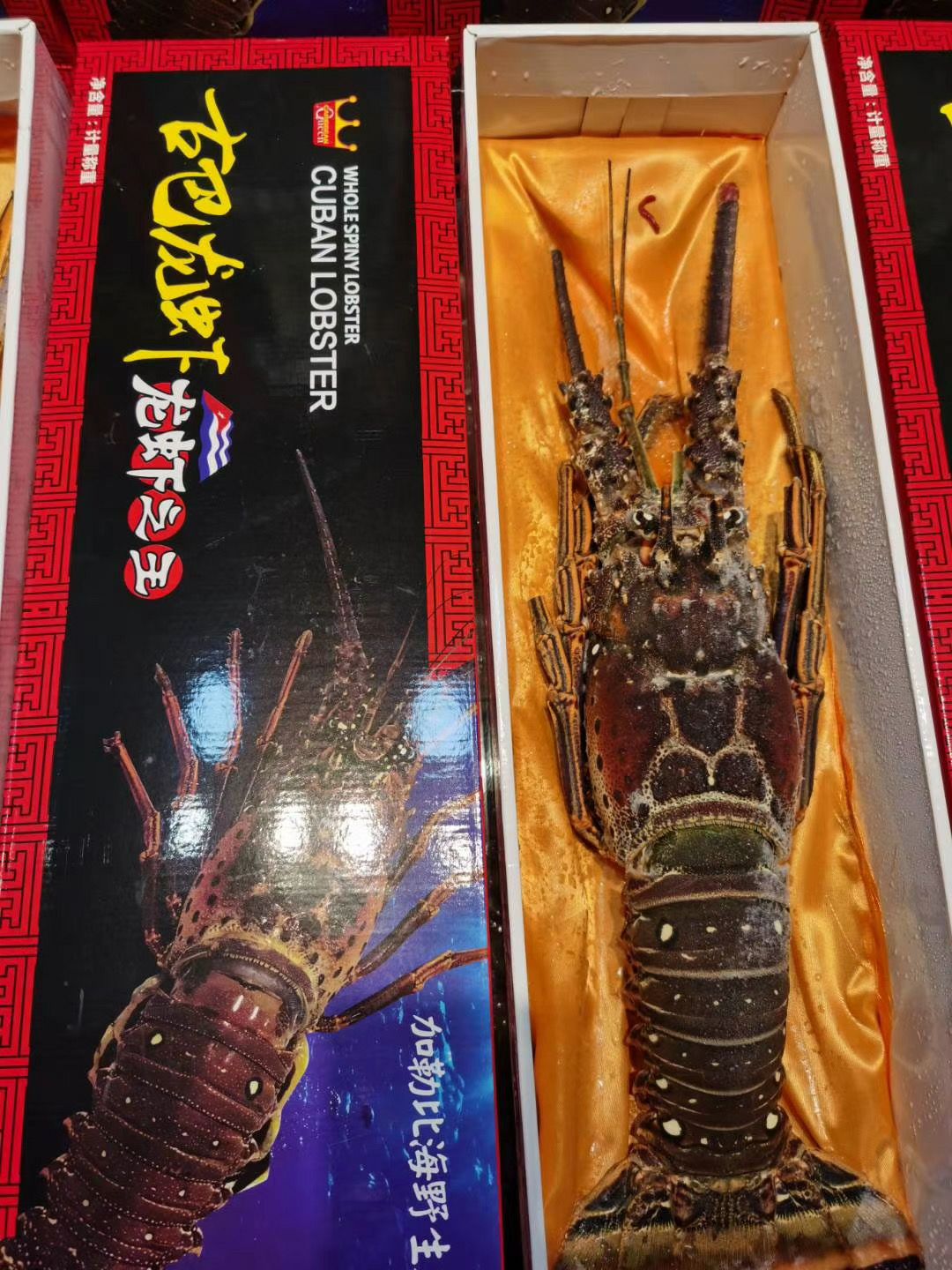  古巴龙虾，澳洲龙虾