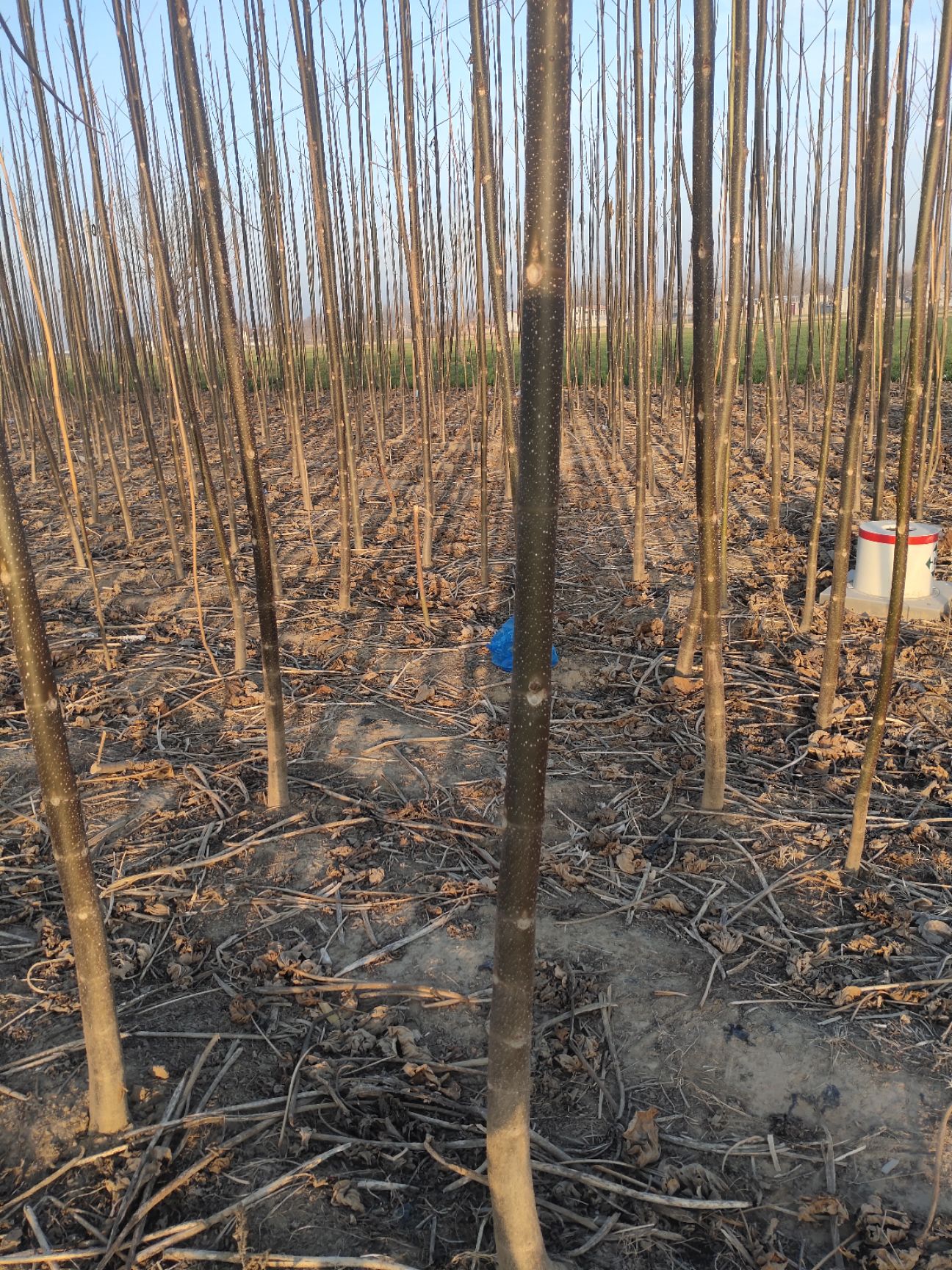 大量出售泡桐量大从优