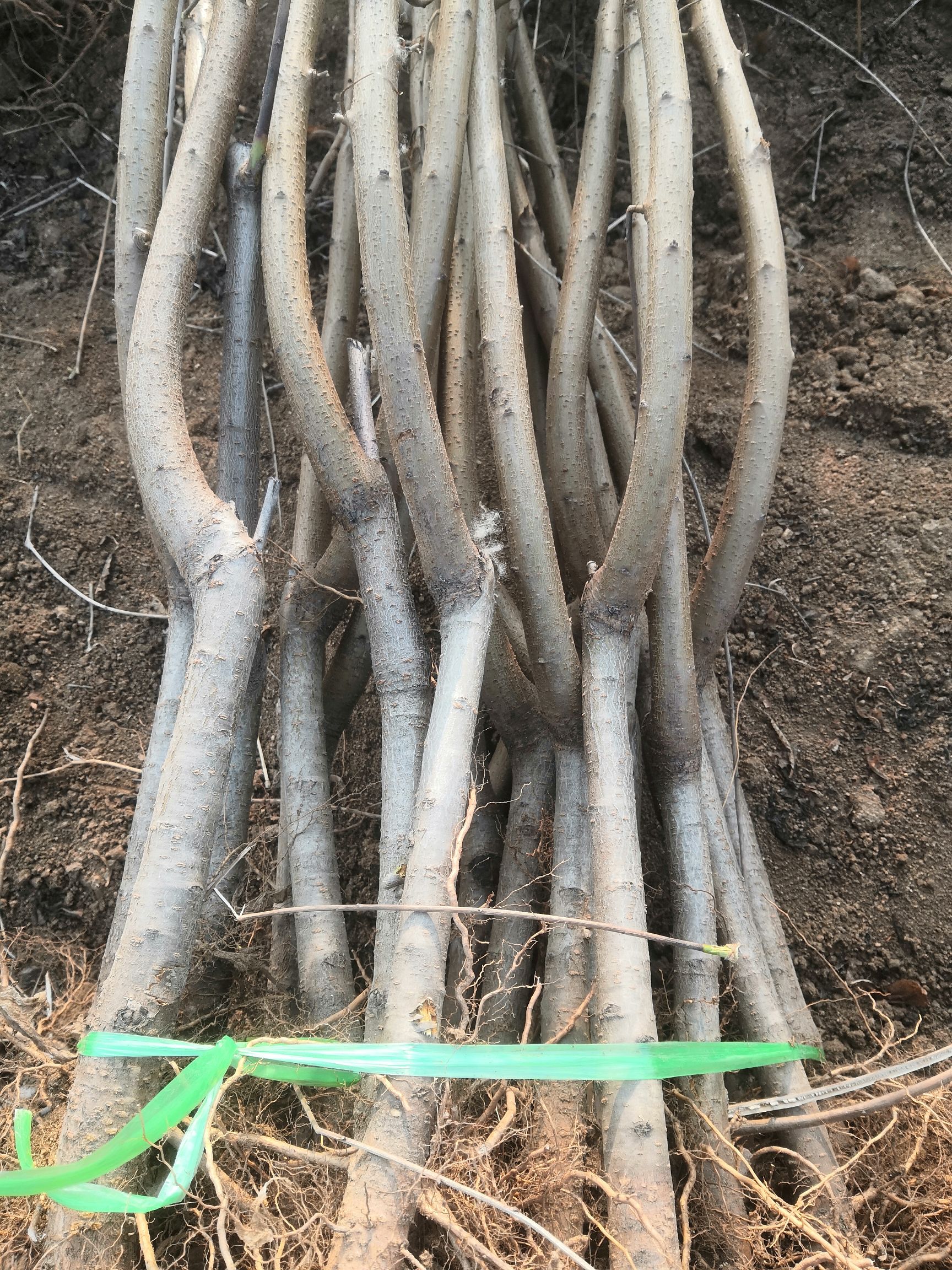 突围桃苗 1.5公分以上 