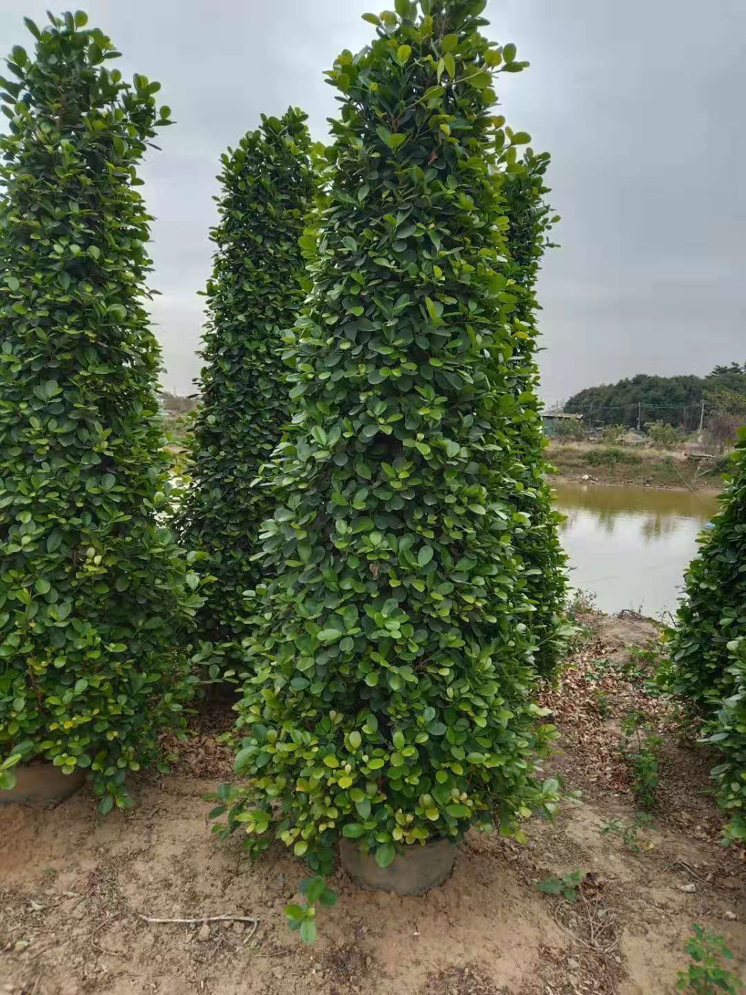 火山榕  1.8一2.5米塔型桶装摇钱树发财树金钱榕盆景绿化