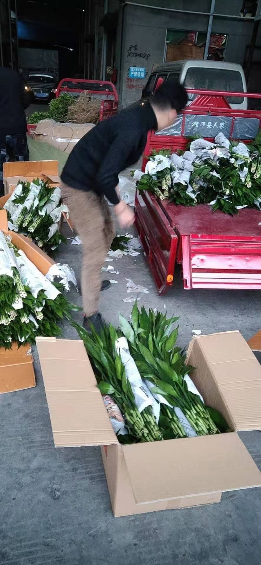  富贵竹，三个规格。产地直发。价格便宜