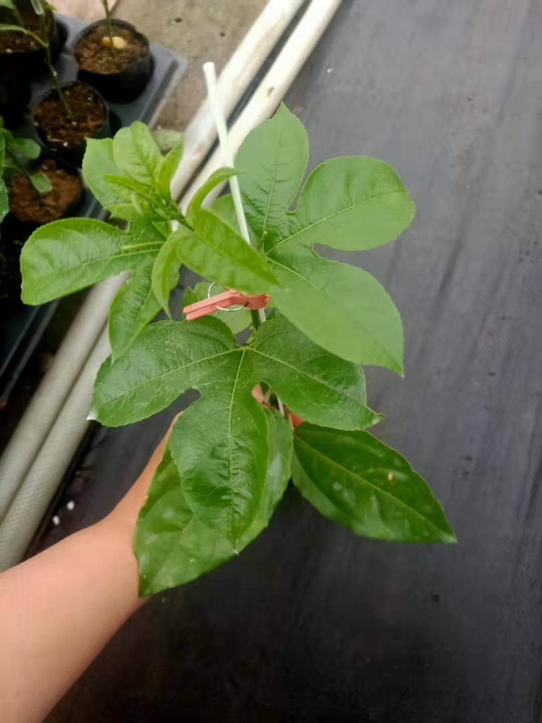 台农一号百香果苗 营养土