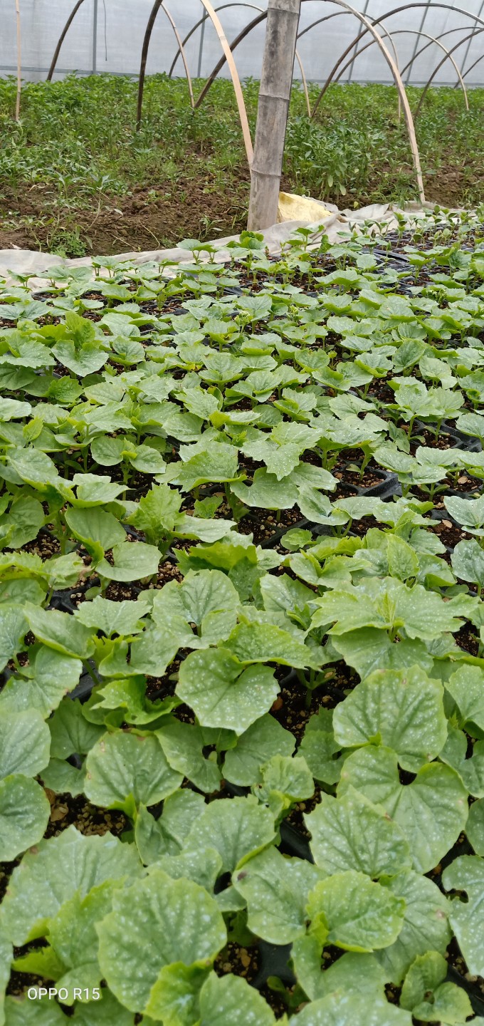 湖南基地直供各类优质苦瓜苗，常年接受预定和代育，量大从优。