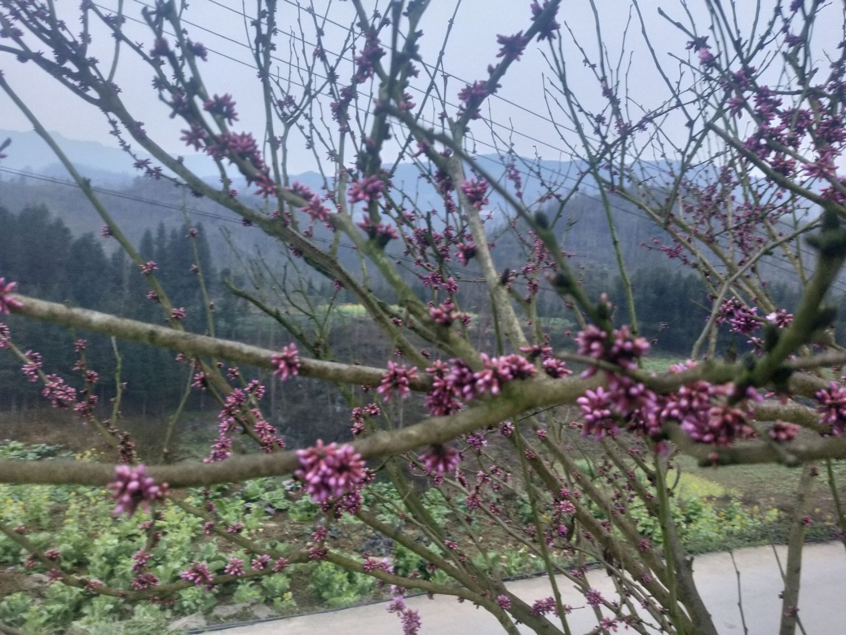 丛生紫荆 紫荆花。有十万株有需要的请联系订购价格从优