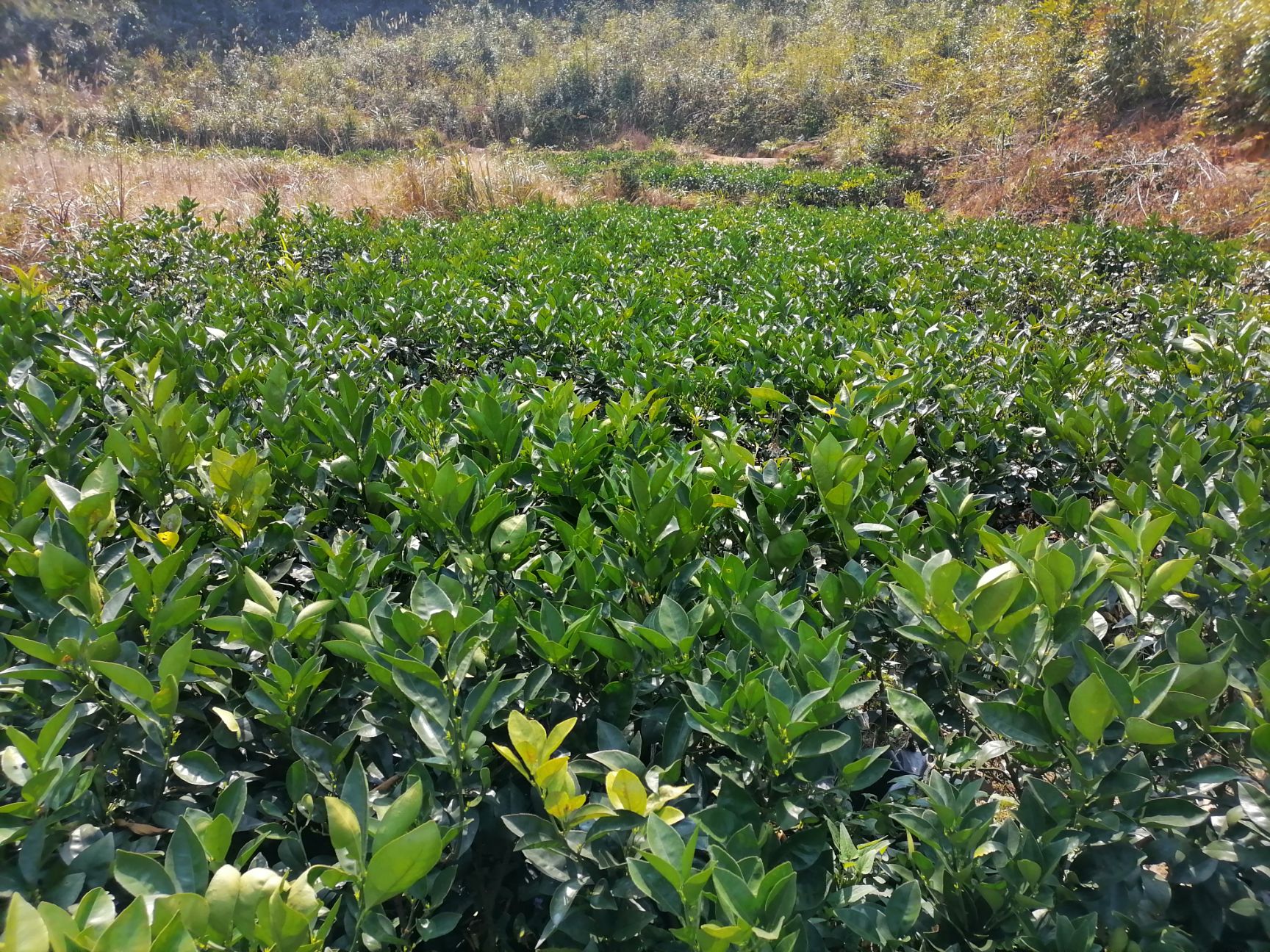 伦晚脐橙苗 伦晚，耐寒耐汗，根须好，零下3度不盖膜对果子没有伤害