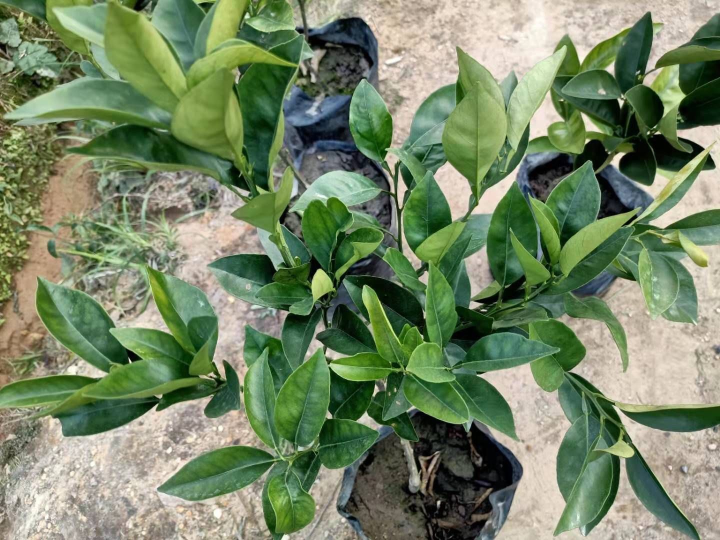 伦晚脐橙苗 伦晚，耐寒耐汗，根须好，零下3度不盖膜对果子没有伤害