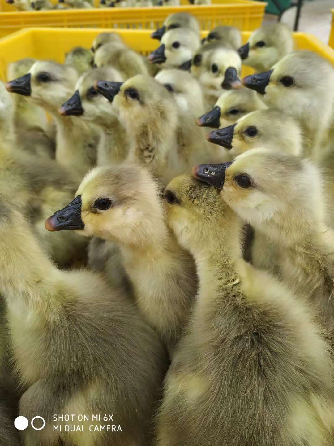 大种汕头狮头鹅苗，纯正，包打疫苗，包邮