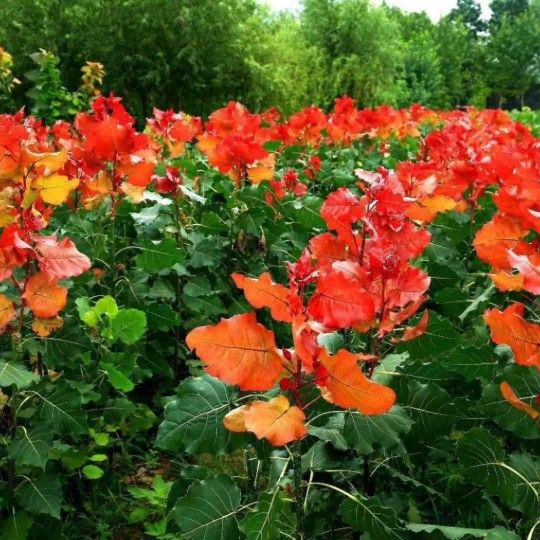 中红杨  冠红杨炫红杨彩红杨供应