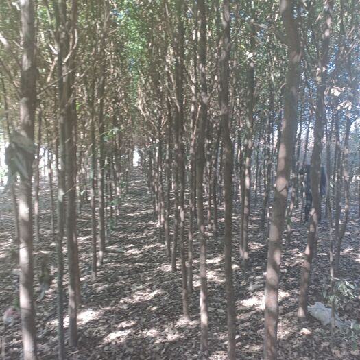 南阳小叶樟 