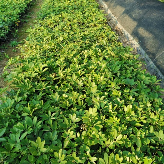 中山市鸭脚木盆栽  鸭脚木