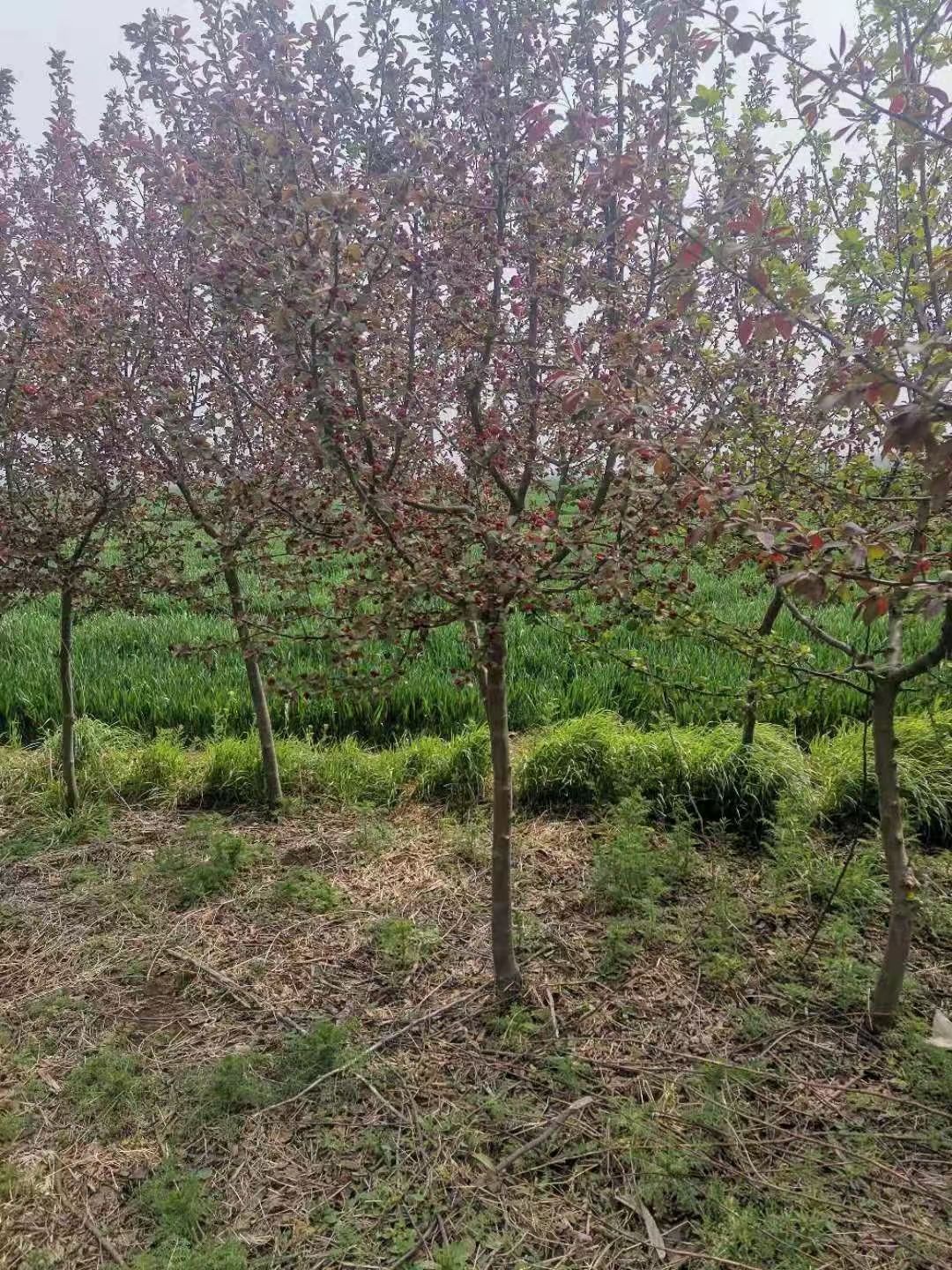  亚当海棠、西府海棠、绚丽海棠