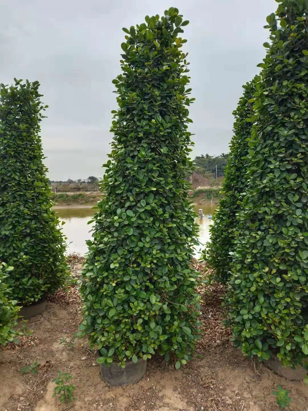 火山榕  1.8一2.5米塔型桶装摇钱树发财树金钱榕盆景绿化