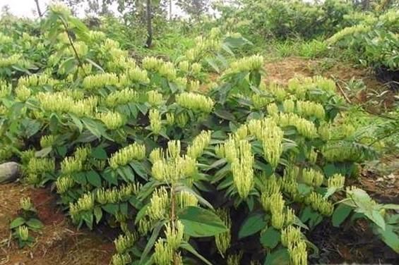 湘蕾一号金银花苗  湘蕾系列金银花苗木