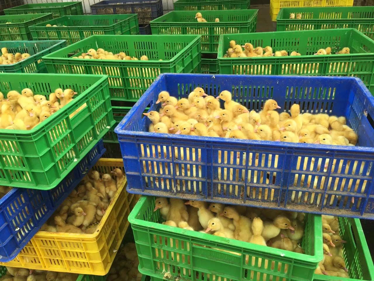 桂柳白鸭苗，樱桃谷，桂柳鸭苗，已做好3联疫苗