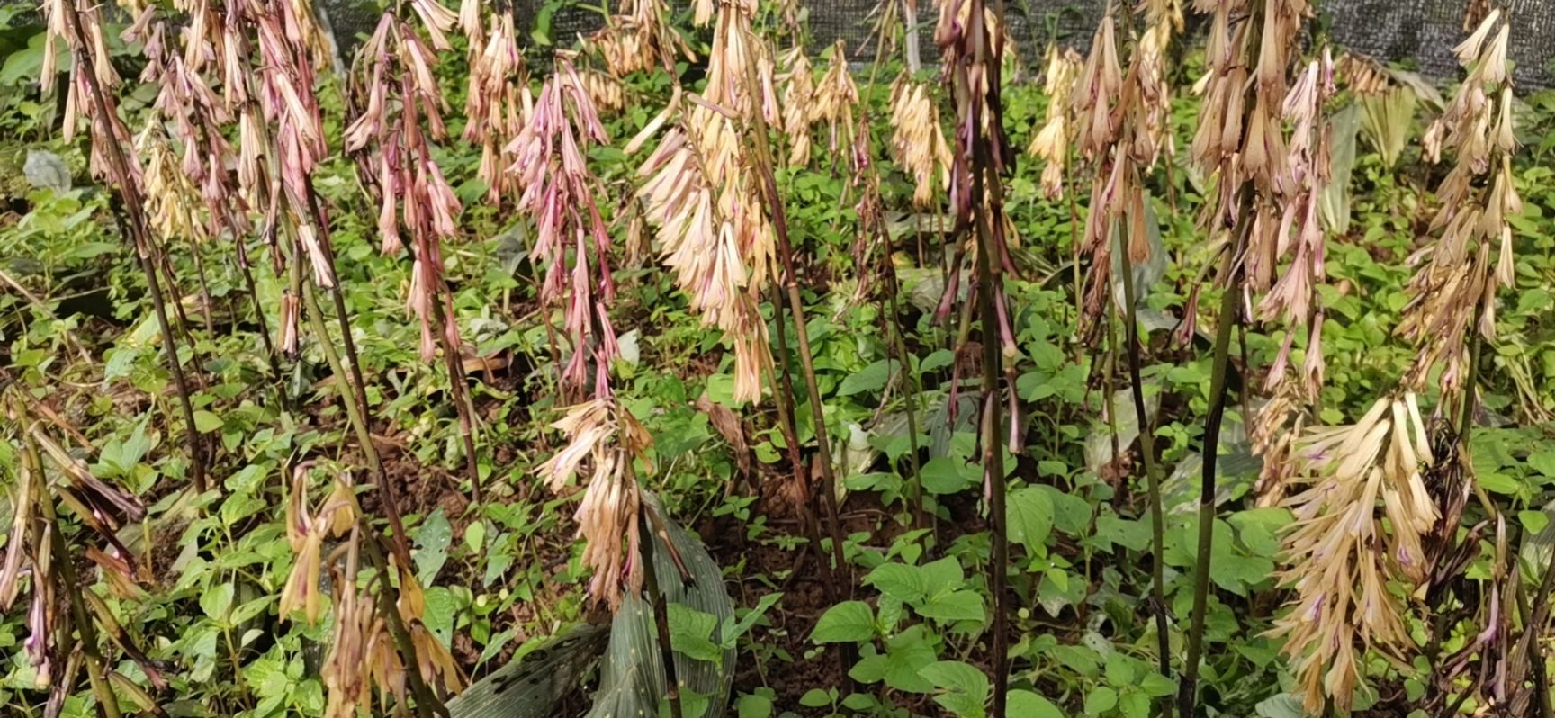 宽叶毛慈菇、山慈菇、冰球子二年苗