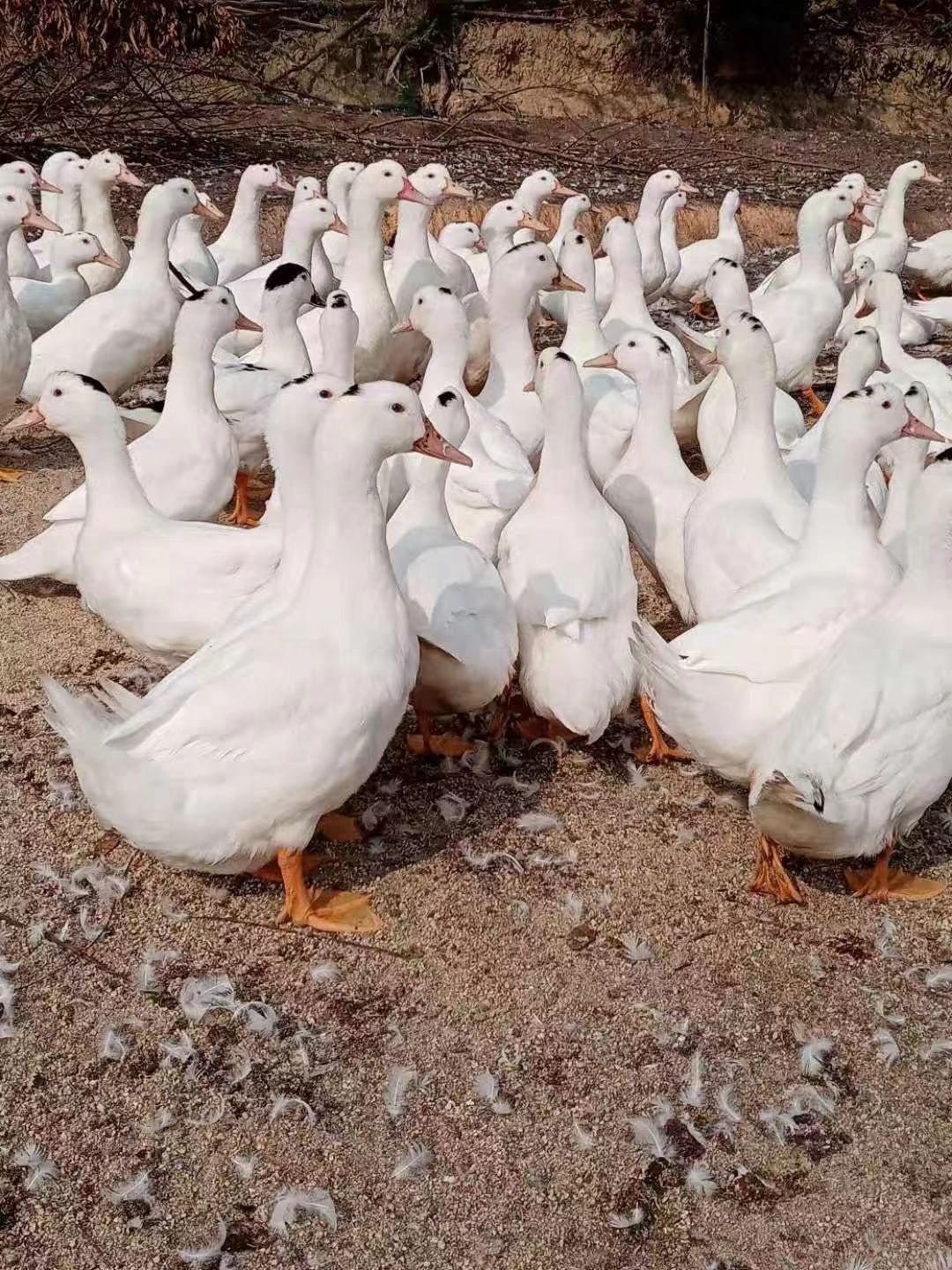 半番鸭苗  m18螺鸭，耐粗易养、生存力强、长速快、体型大、肉质好...