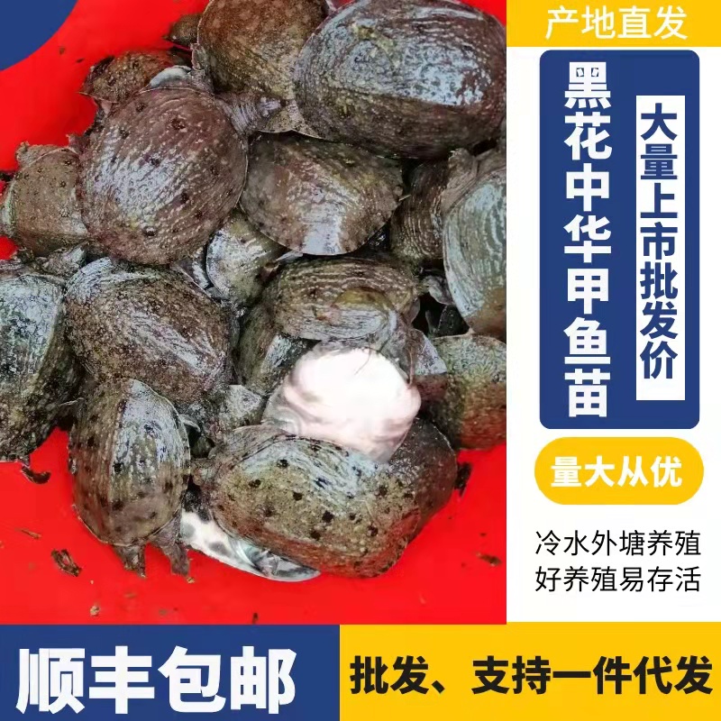 外塘冷水甲鱼苗，好养易大