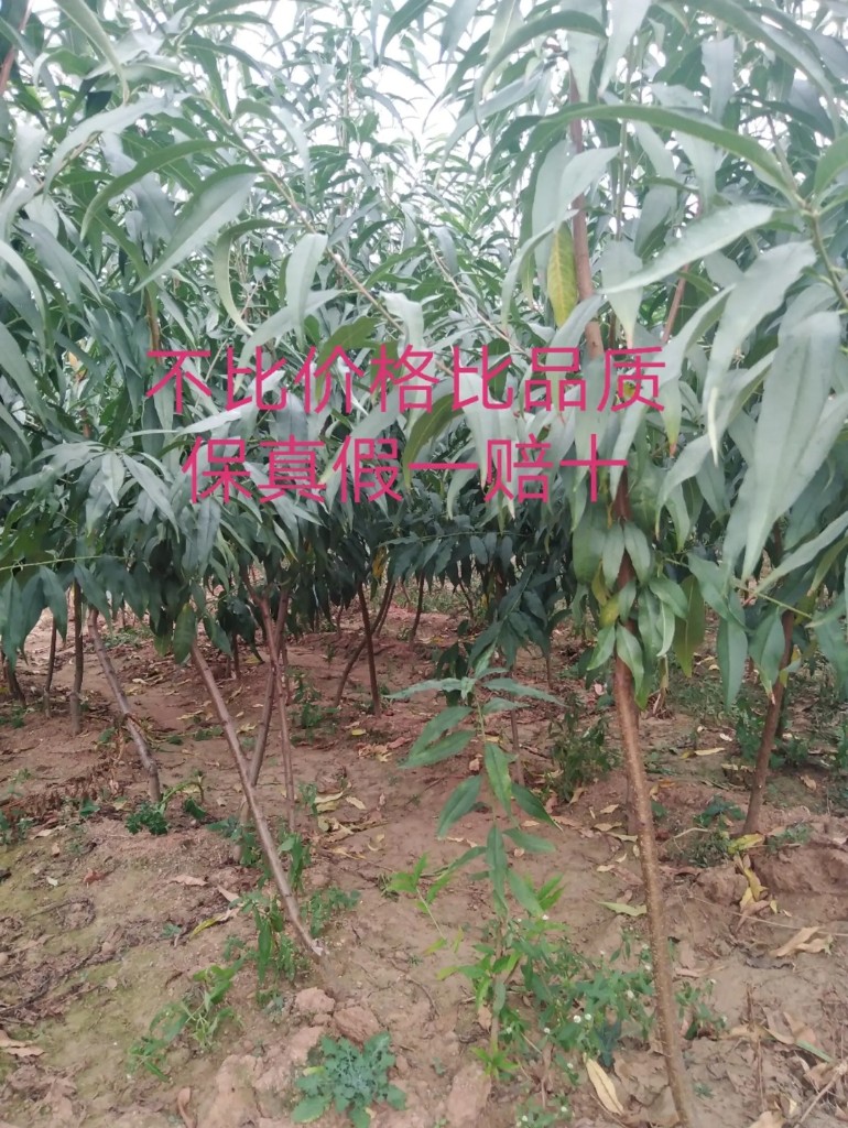 突围桃苗 1.5公分以上 