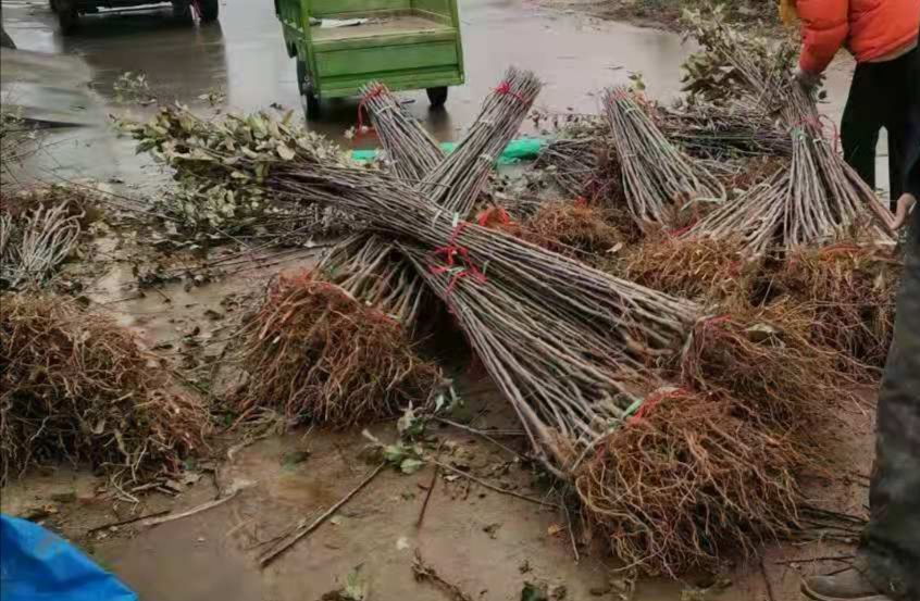 众成一号苹果树苗  苹果树苗众成三号