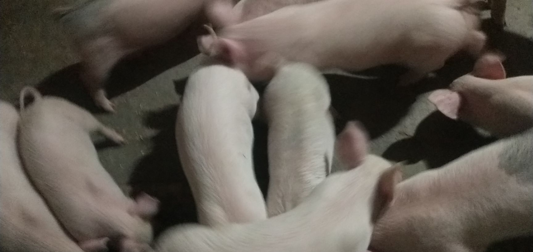 杂交猪苗  精品杂交小猪苗