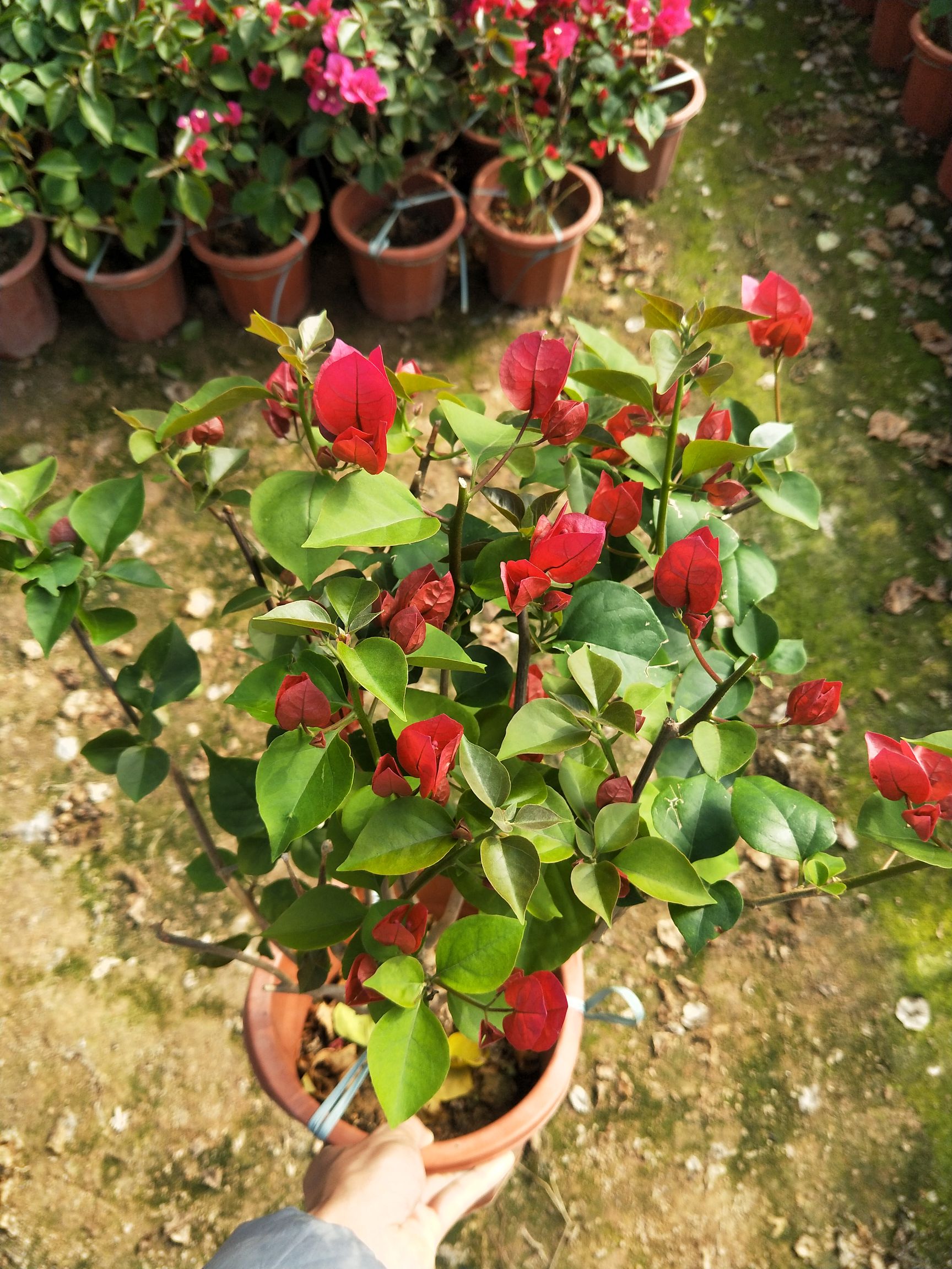 红花三角梅  大红中国红，长期供应各种品种规格三角梅袋苗、盆