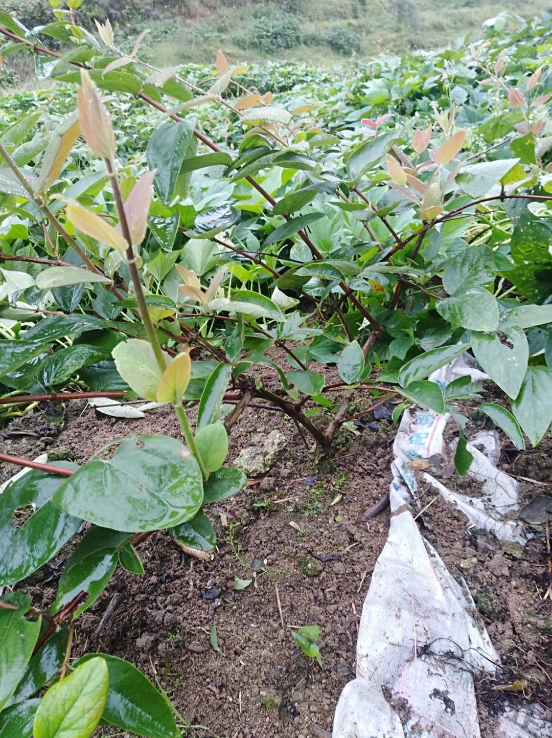 湘蕾一号金银花苗  湘蕾系列金银花苗木