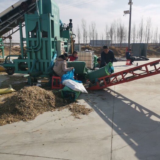 阜城县 黄储玉米秸秆正在开坑打包，秸秆发酵良好，色泽黄润，酒香味扑鼻