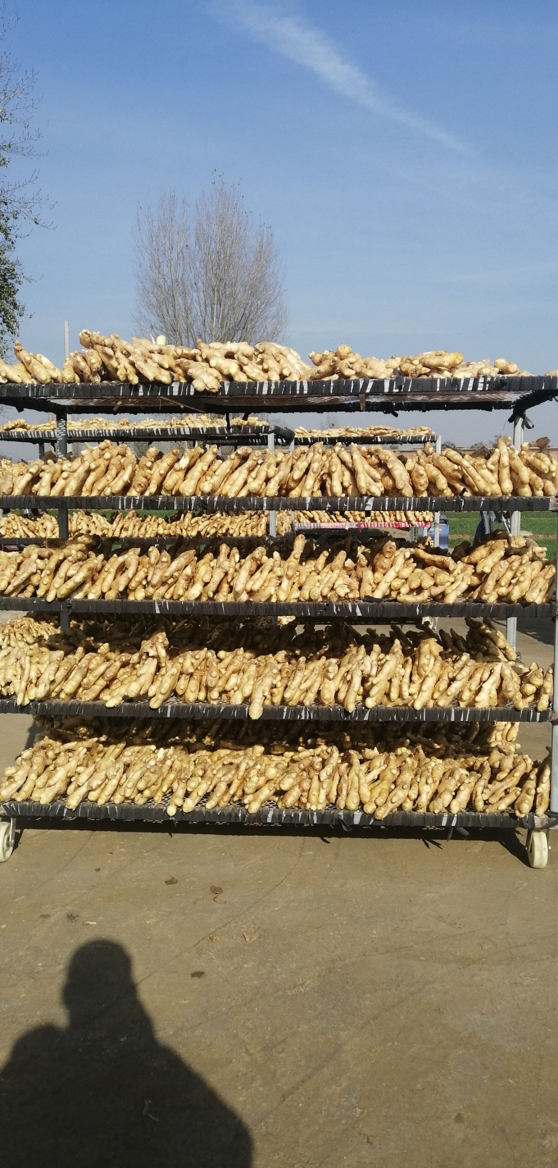 生姜  莱州大姜品质优规模大！价格公道！可视频看货或来人提供住宿！