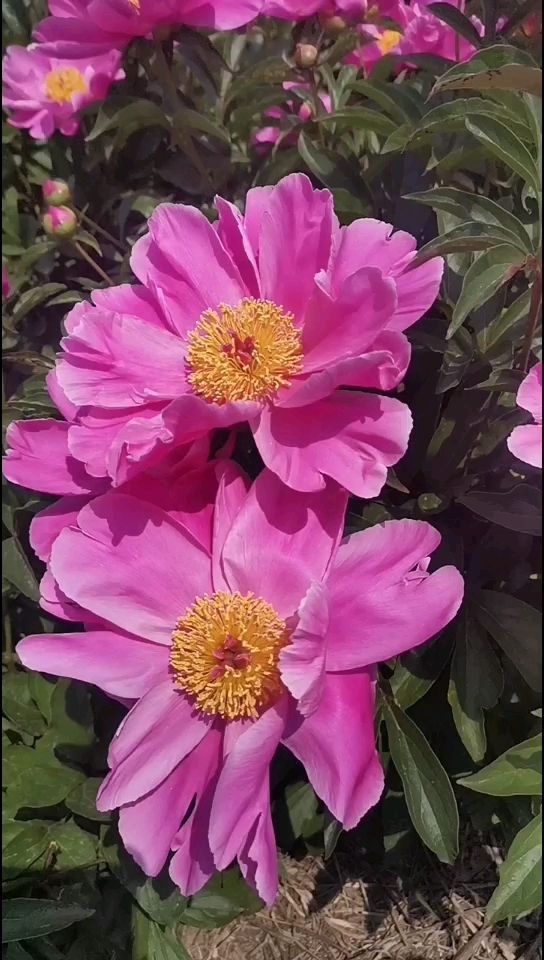 白芍种苗白芍芽 100棵起发改良观赏 提供种植技术包回收