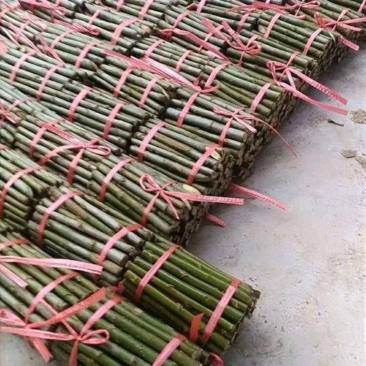 单县美国竹柳3号，（金蝉养殖专用树种）柳段产地直销，规格齐全！
