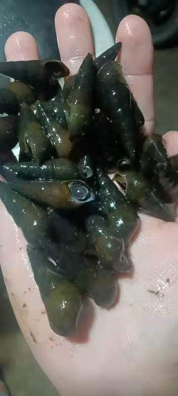 海南天然无污染绿色食品深山小河水小溪水，山坑螺，石头螺，批发