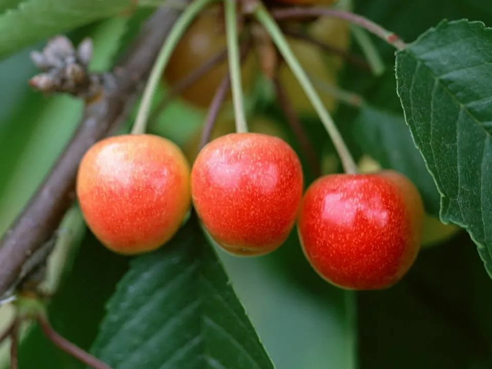 美早樱桃 山东省潍坊市安丘市 地头通货 