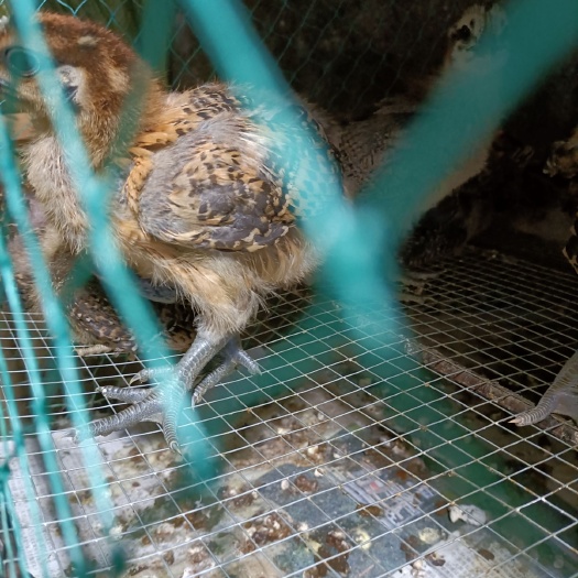 会东县麻鸡苗 母 