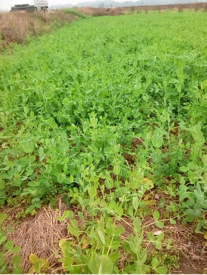 豌豆苗  大量翠绿豌豆尖国庆之前出售