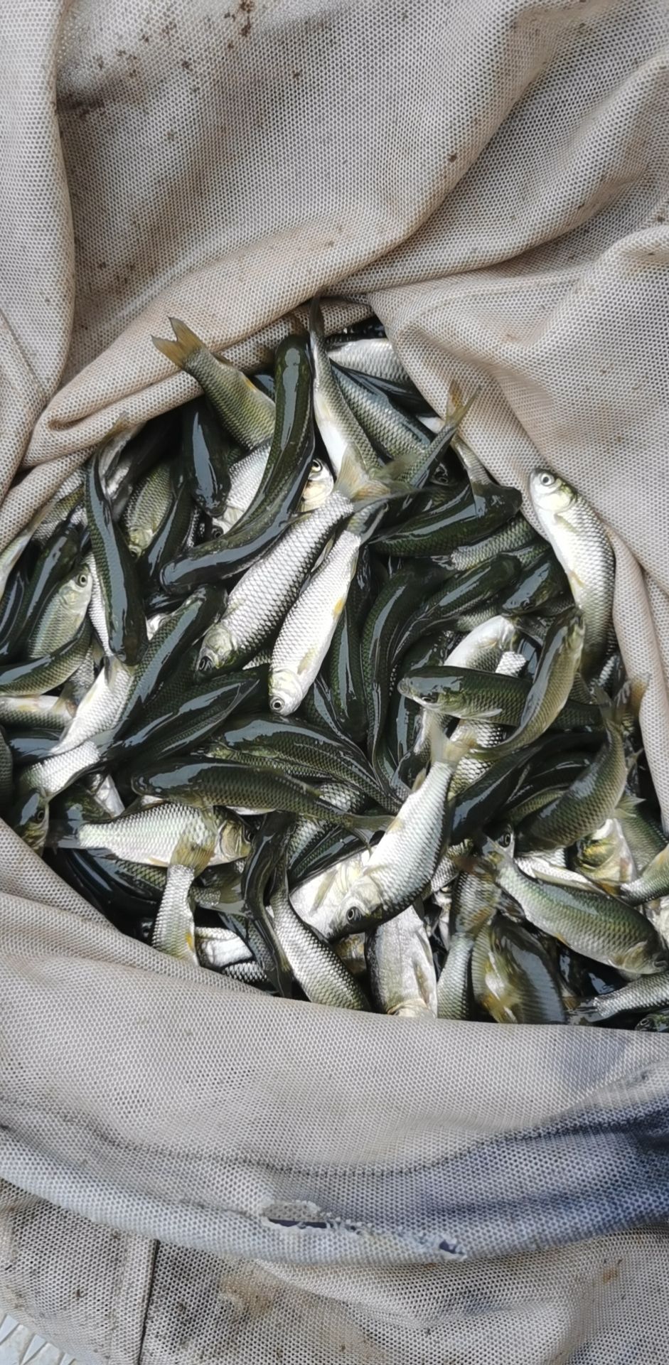 草鱼苗  草鱼  鱼苗支持四川，云南，贵州，甘肃，陕西。等等