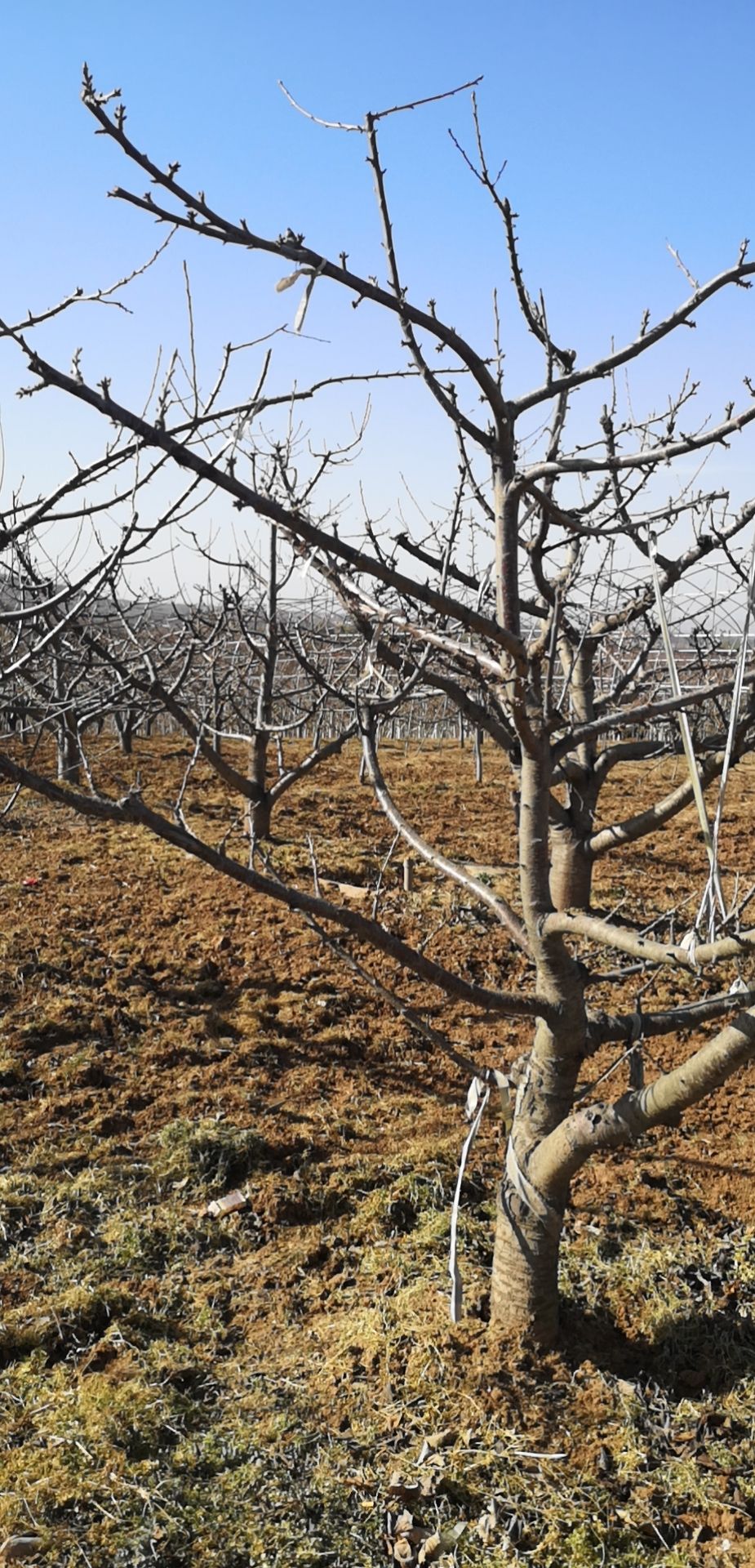 意大利早红樱桃苗 各类樱桃苗批发