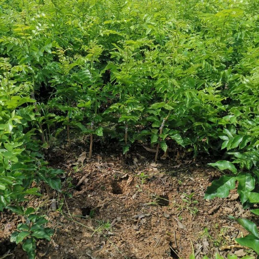 灵山县黑黄皮果苗  扩寒品种，南北方都可以种植，挂果产量高