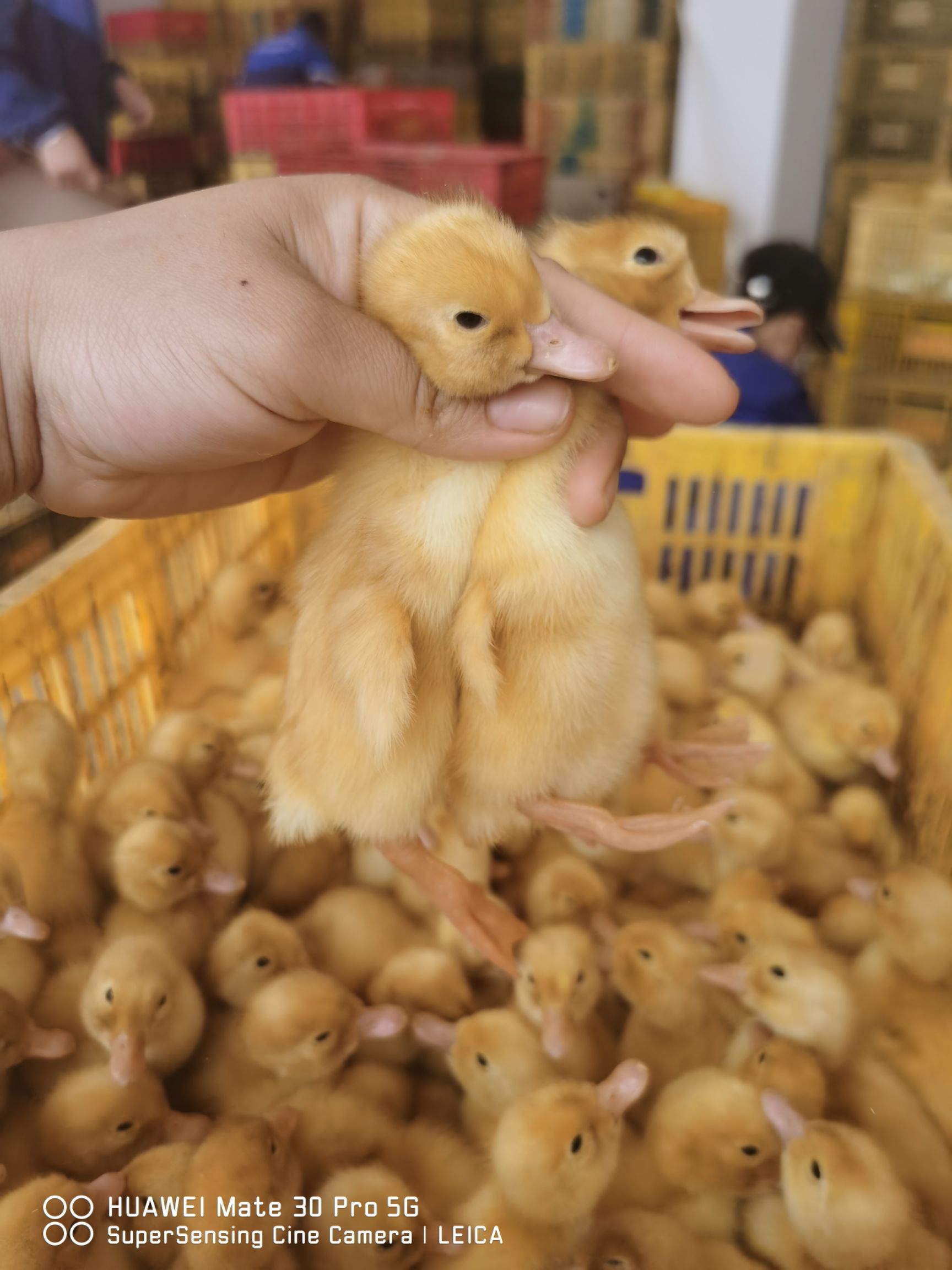 桂柳白鸭苗，樱桃谷，桂柳鸭苗，已做好3联疫苗