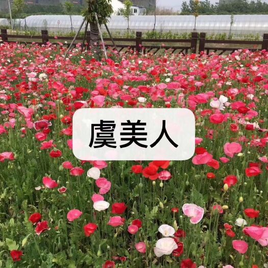 新乐市虞美人种子  赛牡丹虞美人草虞美人花种子