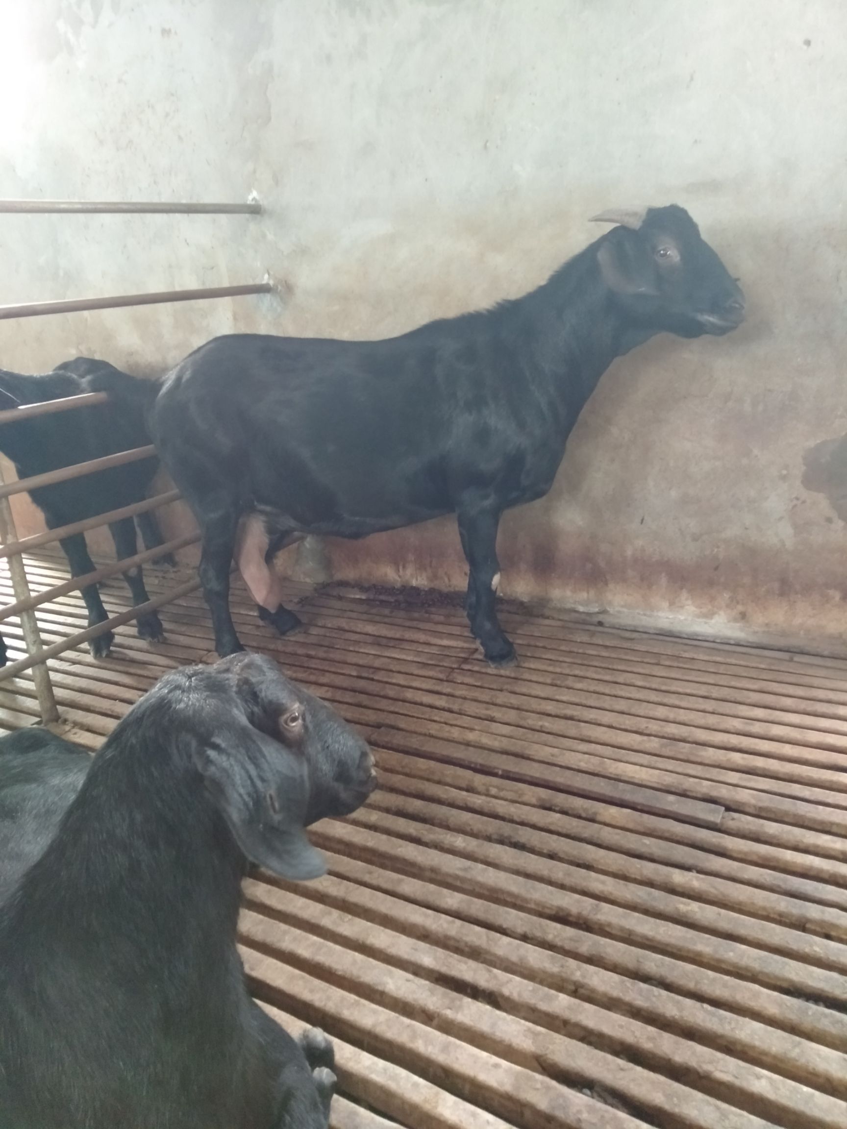 大耳羊 努比亚黑山羊精品种羊