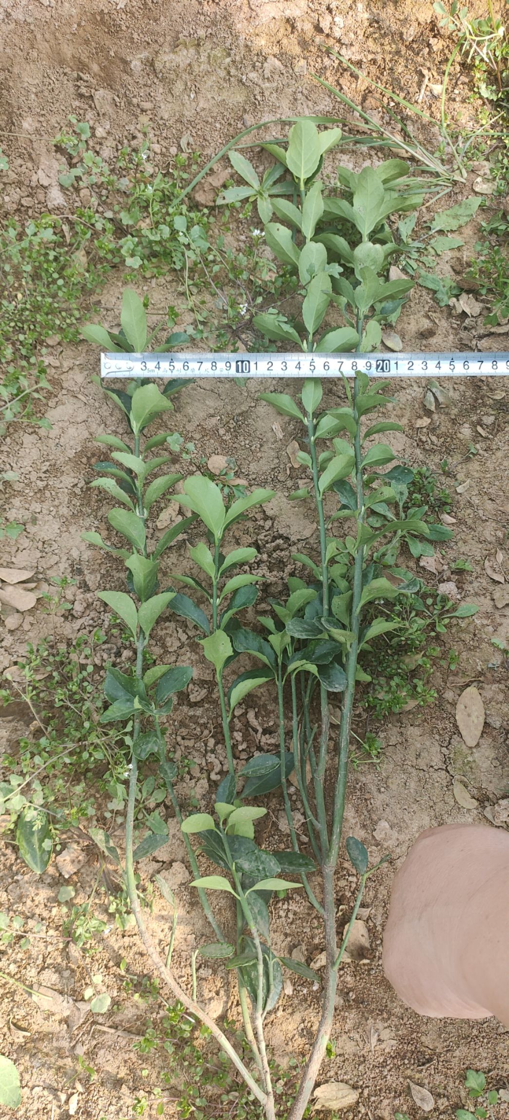 大叶黄杨，基地直销