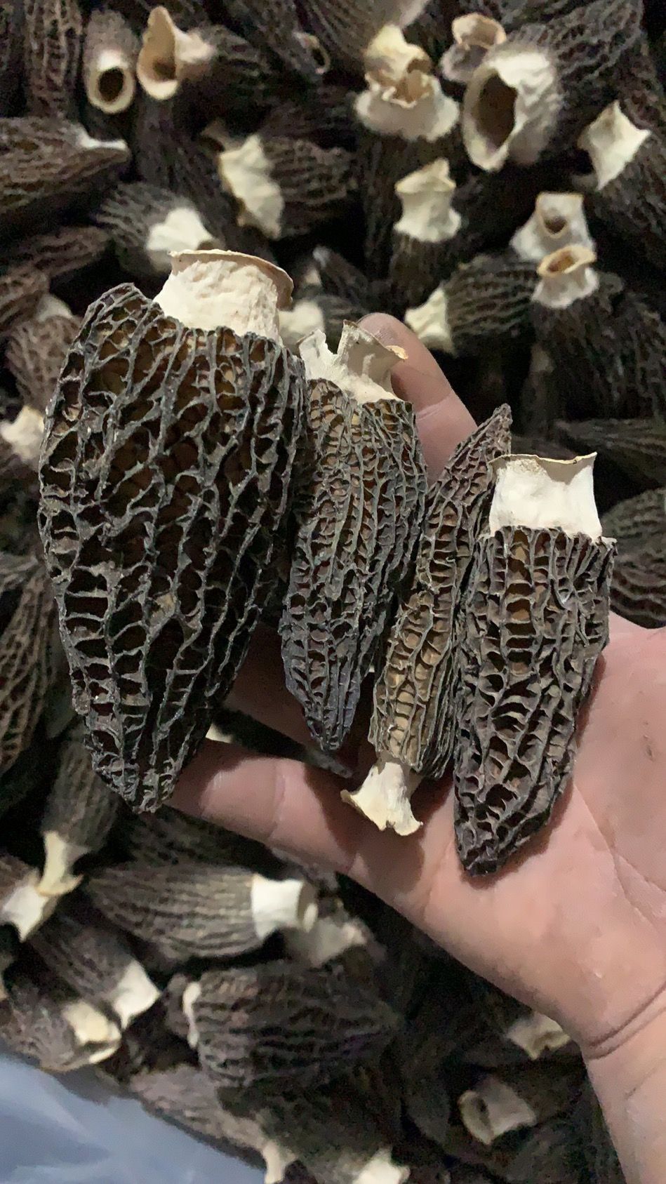 精选2025云南丽羊肚菌干货