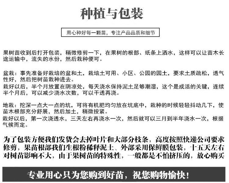 耐寒樱桃车厘子树苗樱桃树苗嫁接樱桃苗盆栽南方北方种植